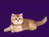 Lisanslı Üreticiden British Shorthair Golden Bebekler