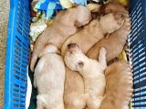 20 günlük golden retriever yavruları rezervasyon alınır