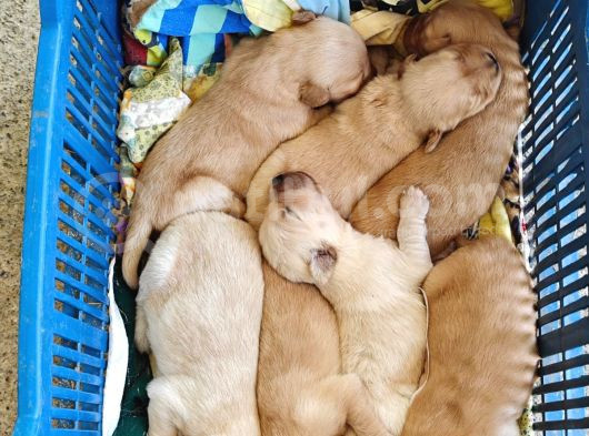 20 Günlük Golden Retriever Yavruları Rezervasyon Alınır