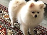 Pomerian Boo Sıfır Beden
