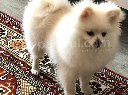 Pomerian Boo Sıfır Beden görsel