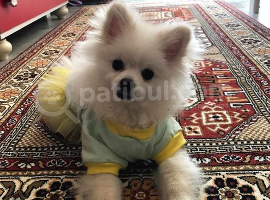 Pomerian Boo Sıfır Beden görsel