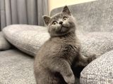 2 Aylık British Shorthair Point Dişi-Erkek Kediler