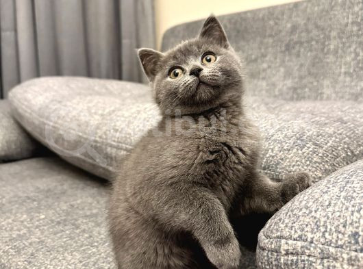 2 Aylık British Shorthair Point Dişi-Erkek Kediler görsel