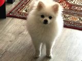 Pomerian Boo Sıfır Beden