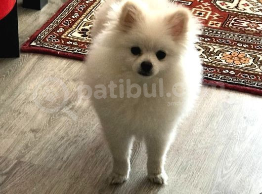 Pomerian Boo Sıfır Beden görsel