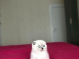 Scottish Fold Blue Poi̇nt Yavrularim