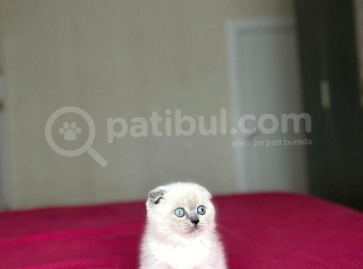 Scottish Fold Blue Poi̇nt Yavrularim görsel