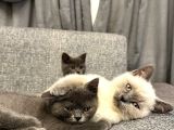 2 Aylık British Shorthair Point Dişi-Erkek Kediler