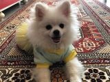 Pomerian boo sıfır beden