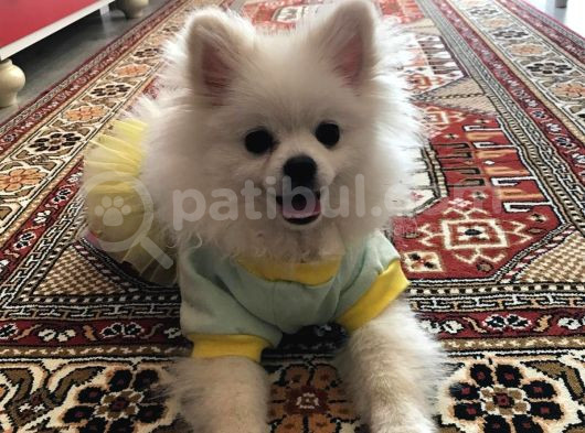 Pomerian Boo Sıfır Beden