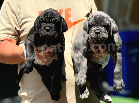 Cane Corso