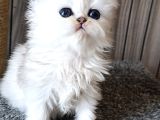 En Şirin Silver Longhair