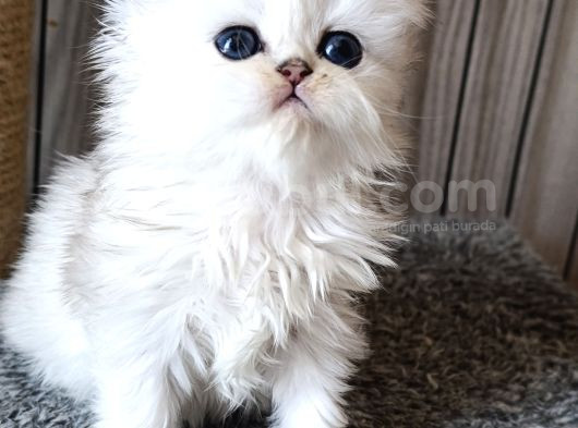 En Şirin Silver Longhair görsel