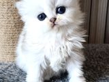 En şirin Silver longhair