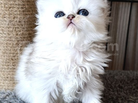 En Şirin Silver Longhair görsel
