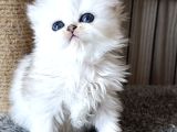 En Şirin Silver Longhair