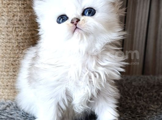 En Şirin Silver Longhair görsel