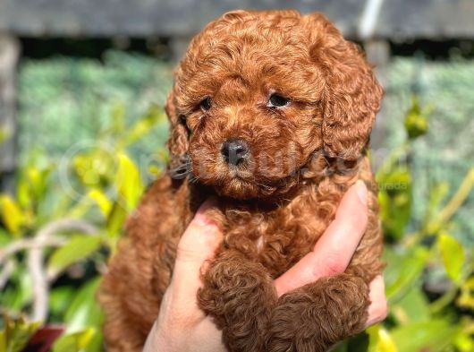 Toy Poodle Bebekler Hazir görsel
