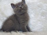 SAFKAN BRİTTİSH SHORTHAİR YAVRU