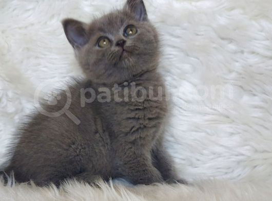 Safkan Bri̇tti̇sh Shorthai̇r Yavru