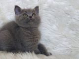 Safkan Bri̇tti̇sh Shorthai̇r Yavru