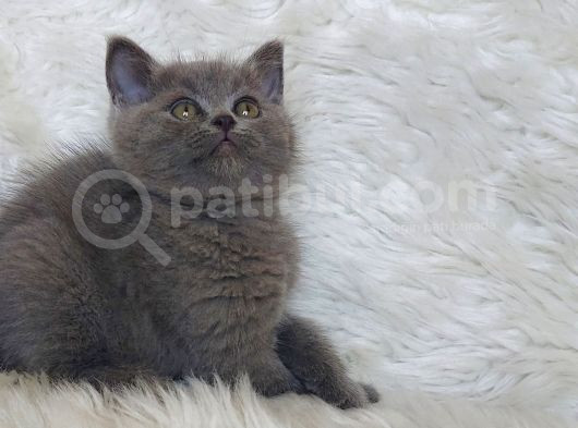 Safkan Bri̇tti̇sh Shorthai̇r Yavru görsel