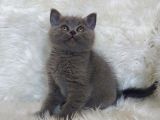 Safkan Bri̇tti̇sh Shorthai̇r Yavru