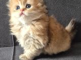 British Longhair Golden Dişi