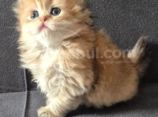 British Longhair Golden Dişi görsel