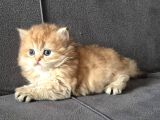 British Longhair Golden Dişi