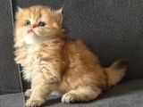 British Longhair Golden Dişi