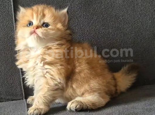 British Longhair Golden Dişi görsel