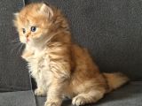 British Longhair Golden Dişi