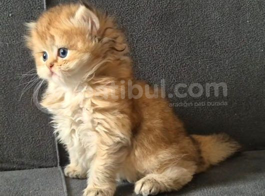 British Longhair Golden Dişi görsel