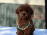 Toy Poodle Bebekler Hazir