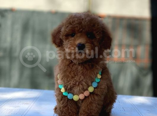 Toy Poodle Bebekler Hazir görsel
