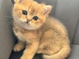 Uyguna Golden Bri̇ti̇sh Shorthai̇r Erkek Bebek