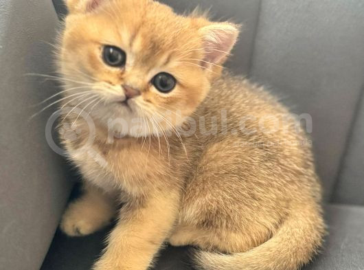 Uyguna Golden Bri̇ti̇sh Shorthai̇r Erkek Bebek görsel