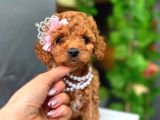 TOY POODLE BEBEKLER HAZIR