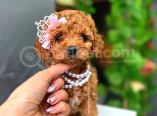 Toy Poodle Bebekler Hazir