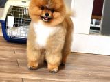 Erkek Ayı Surat Yetişkin Tattoolu Pomeranian Boo