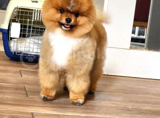 Erkek Ayı Surat Yetişkin Tattoolu Pomeranian Boo