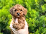 Toy Poodle Bebekler Hazir