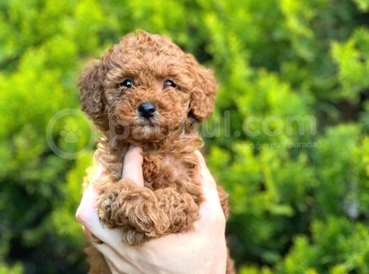 Toy Poodle Bebekler Hazir görsel