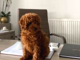7 AYLIK ERKEK TOY POODLE