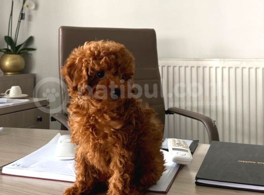 7 Aylik Erkek Toy Poodle