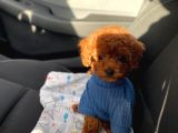 7 Aylik Erkek Toy Poodle