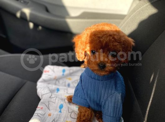 7 Aylik Erkek Toy Poodle görsel