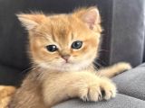 UYGUNA GOLDEN BRİTİSH SHORTHAİR ERKEK BEBEK
